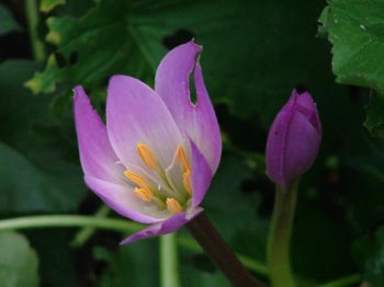 Colchicum autumnaleHerfsttijloos (heemplant) bestellen